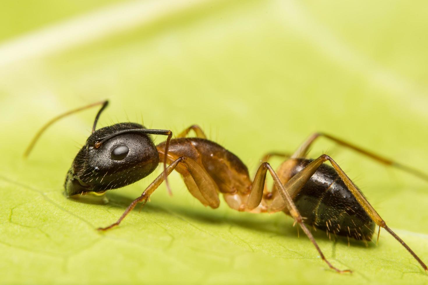 macro formiga marrom foto