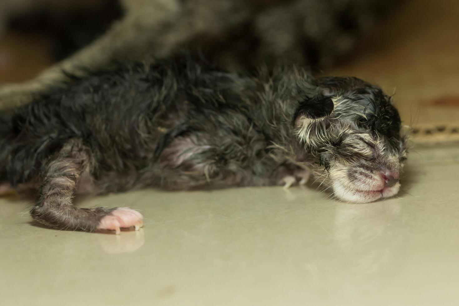 gatinho recém-nascido dormindo foto