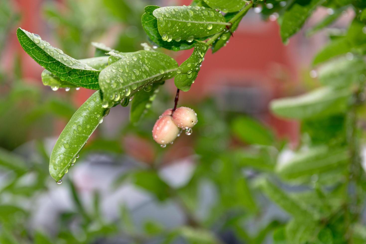 chuva cai em um galho de árvore foto