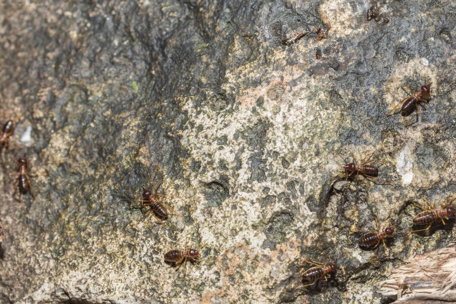 formigas de fogo vermelhas em uma rocha foto