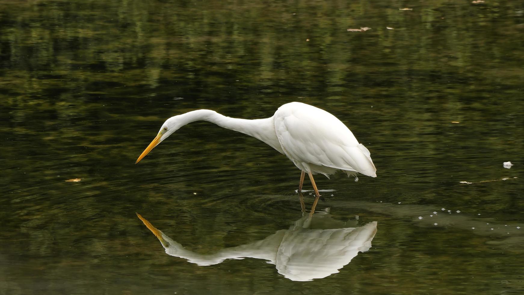 garça branca com seu reflexo na água do pântano, efeito de espelho foto