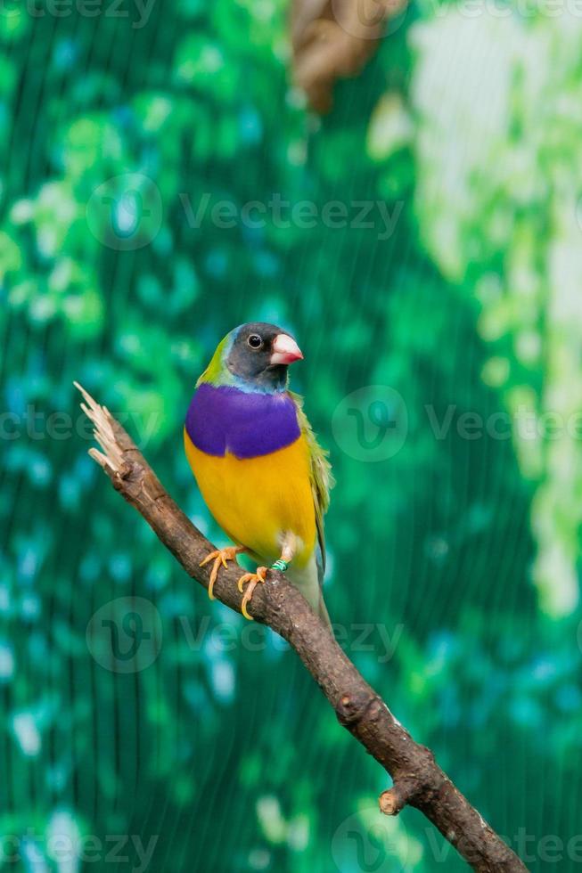 belos pássaros guldova amadina erythrura gouldiae sentado em um galho foto