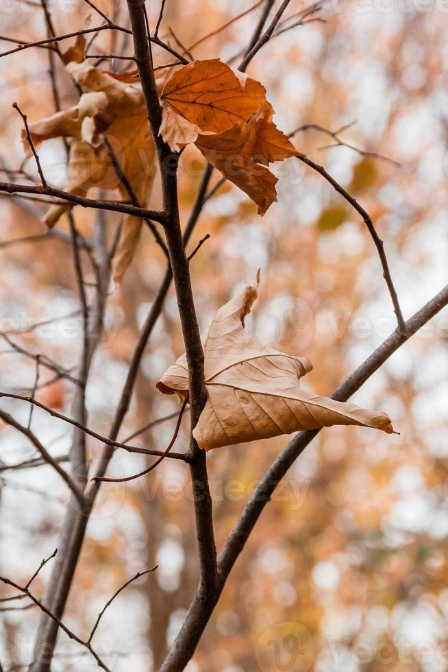 folhas de outono murchas em um galho de árvore foto