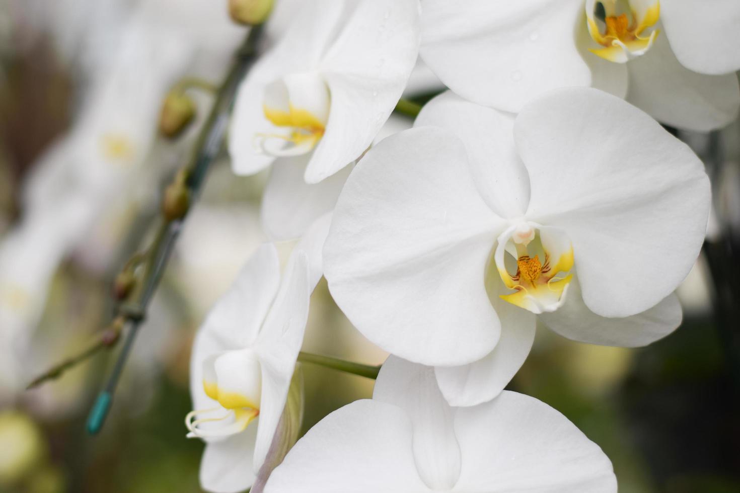 bela orquídea no jardim. conceito de decoração de plantas em casa foto