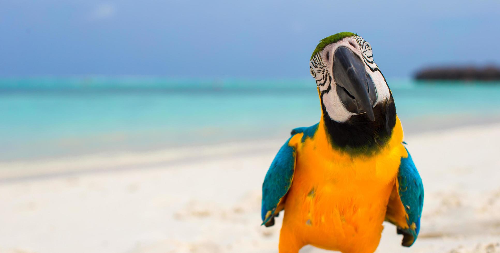 close-up de um papagaio em uma praia branca foto