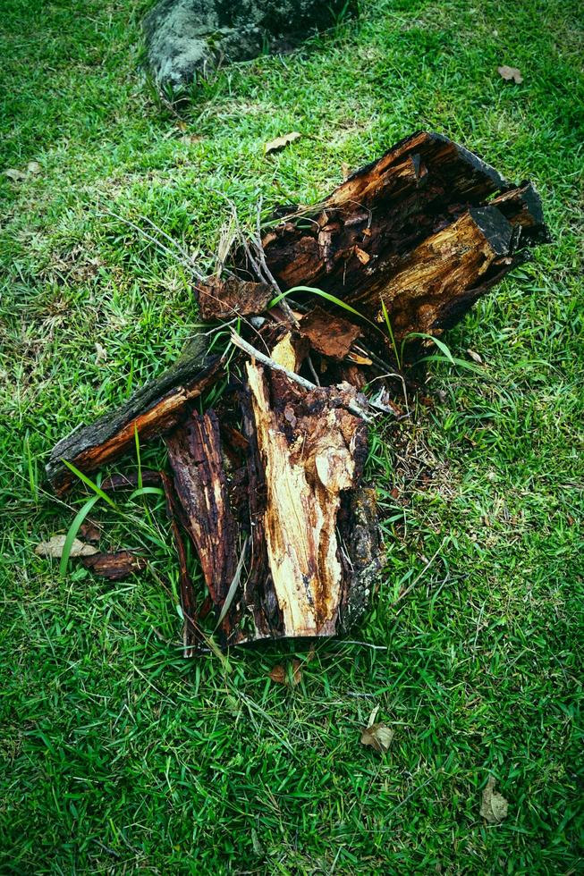 um pedaço de tronco no jardim foto