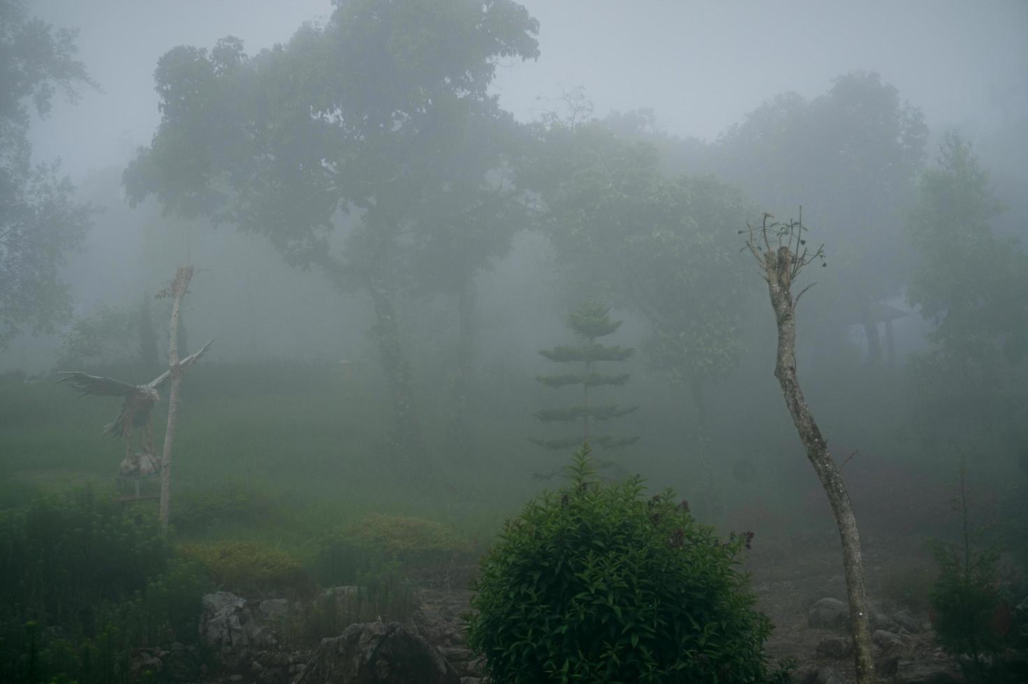 floresta na névoa com névoa. floresta de aparência assustadora de fadas em um dia enevoado. manhã fria e nublada na floresta de horror com árvores foto
