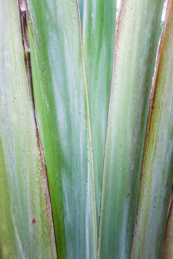 close-up de folhas verdes foto