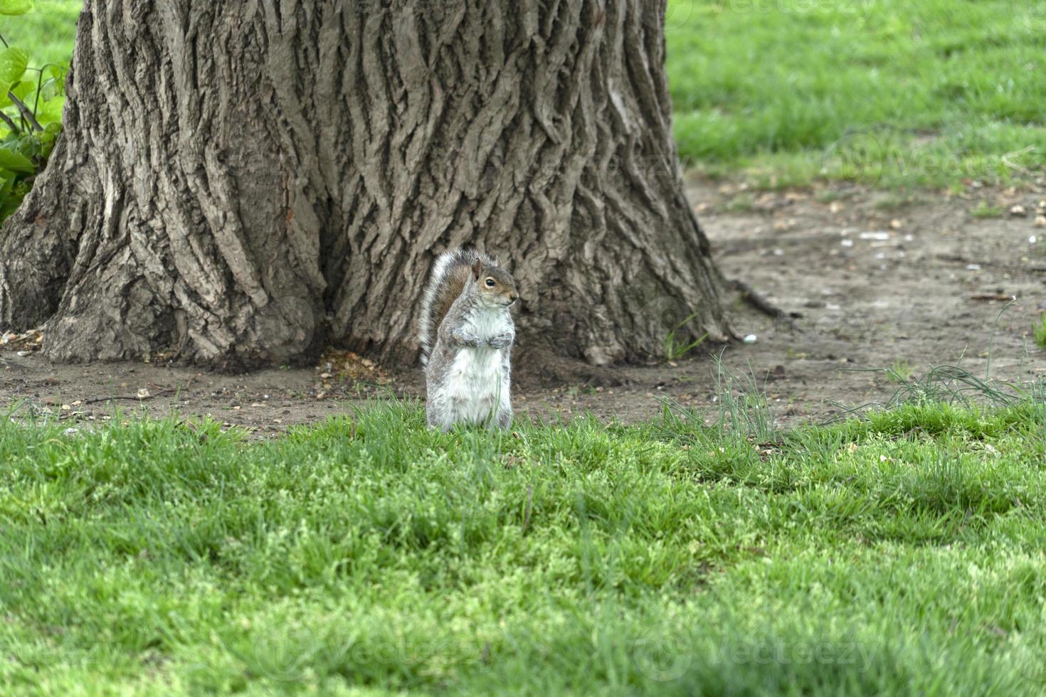 esquilo olhando para você em Washington foto