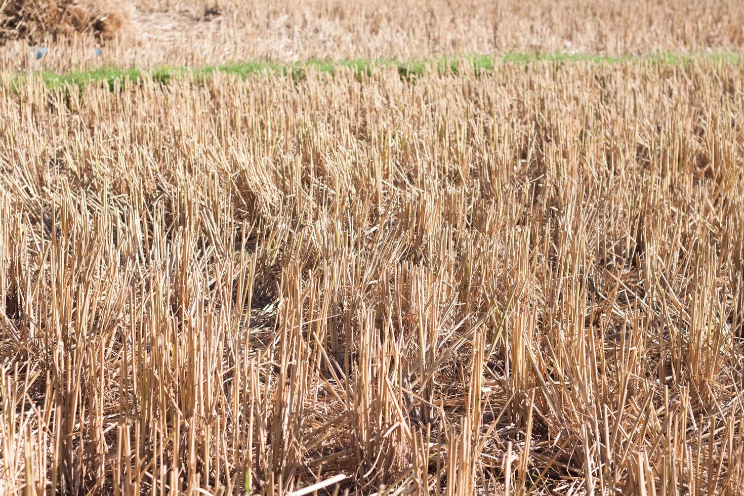 arroz colhido em um campo de arroz foto