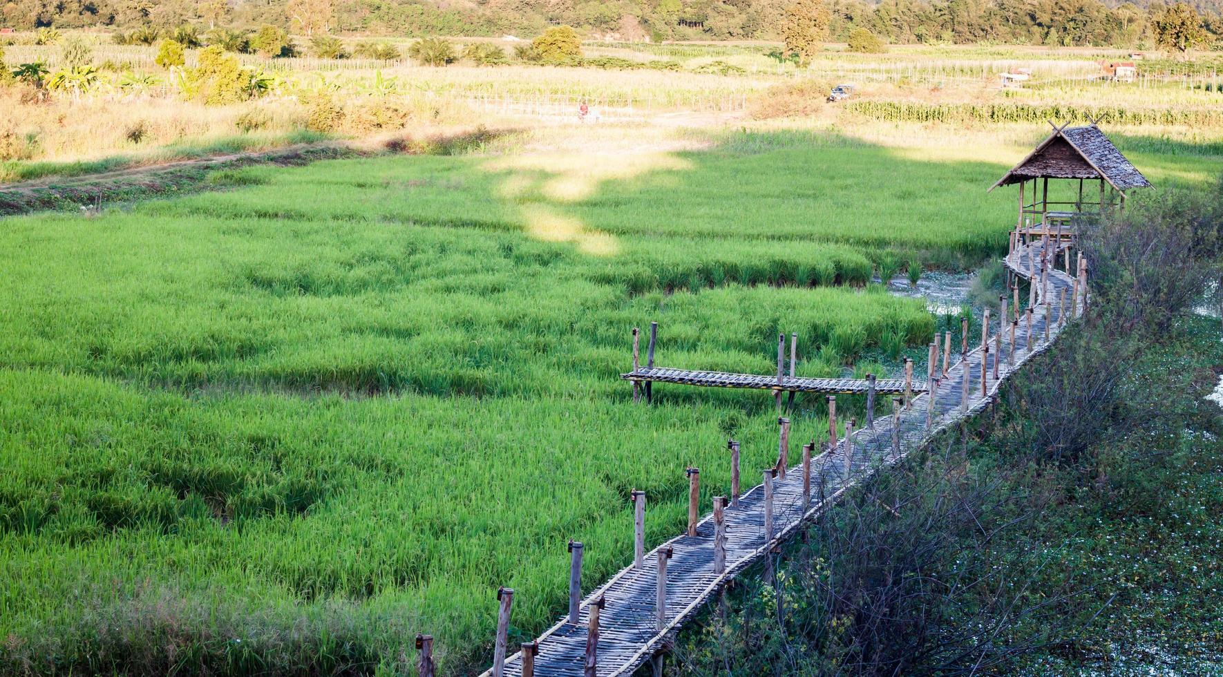 chiang rai, tailândia, 2020 - um campo de arroz verde foto