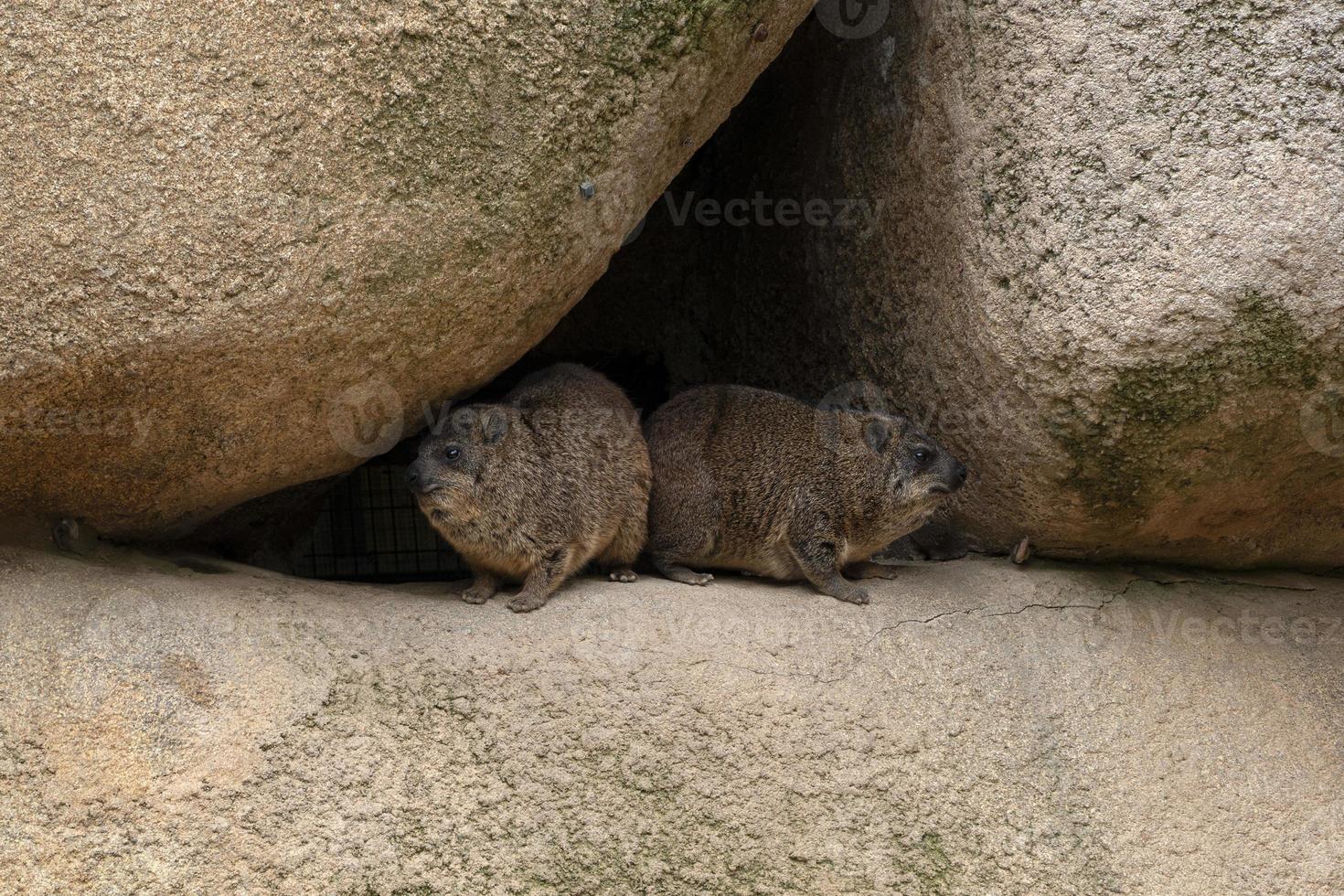 procavia capensis áfrica fora das rochas da caverna foto