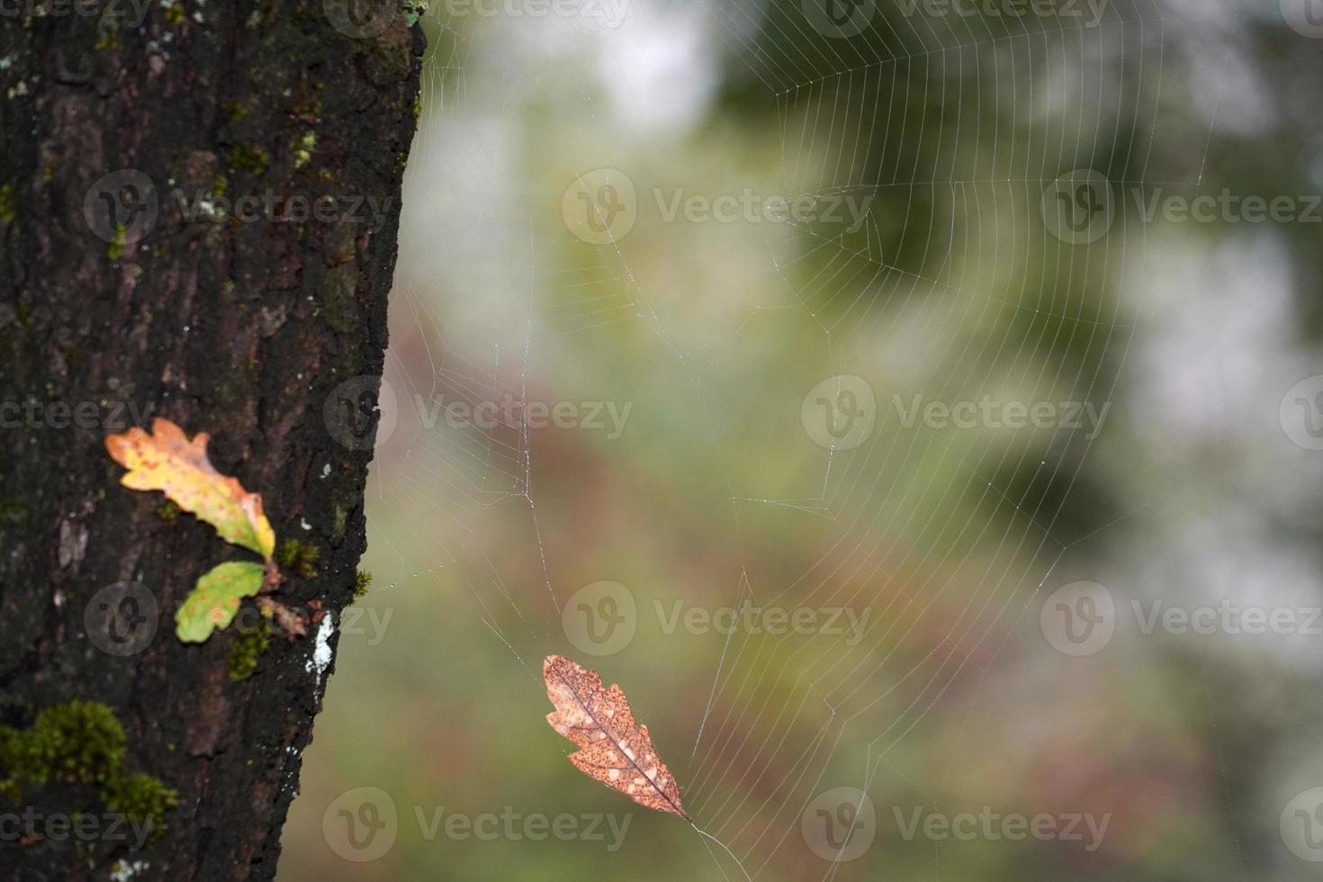 cor de folhas de outono na floresta foto