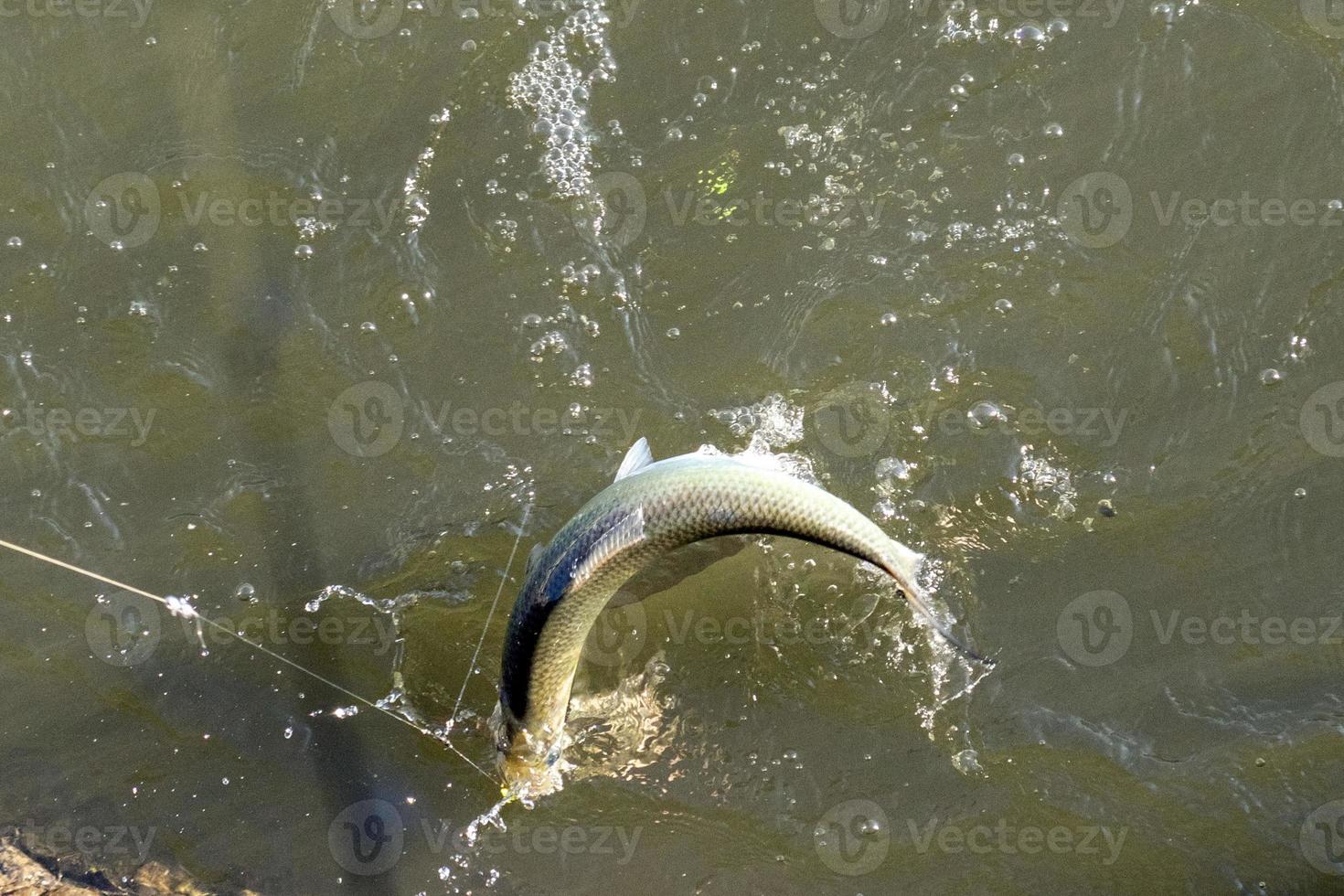 peixe fisgado na vara de pescar em um rio foto