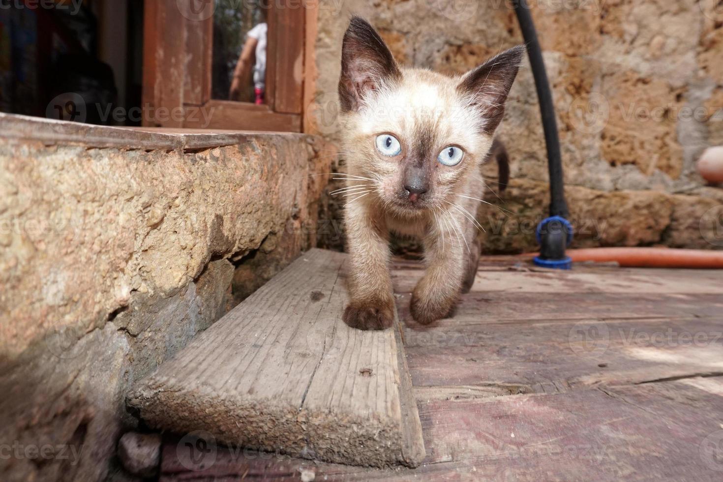 gato bebê recém-nascido vindo até você foto