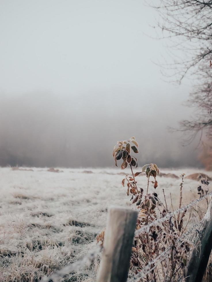 manhã de inverno foto