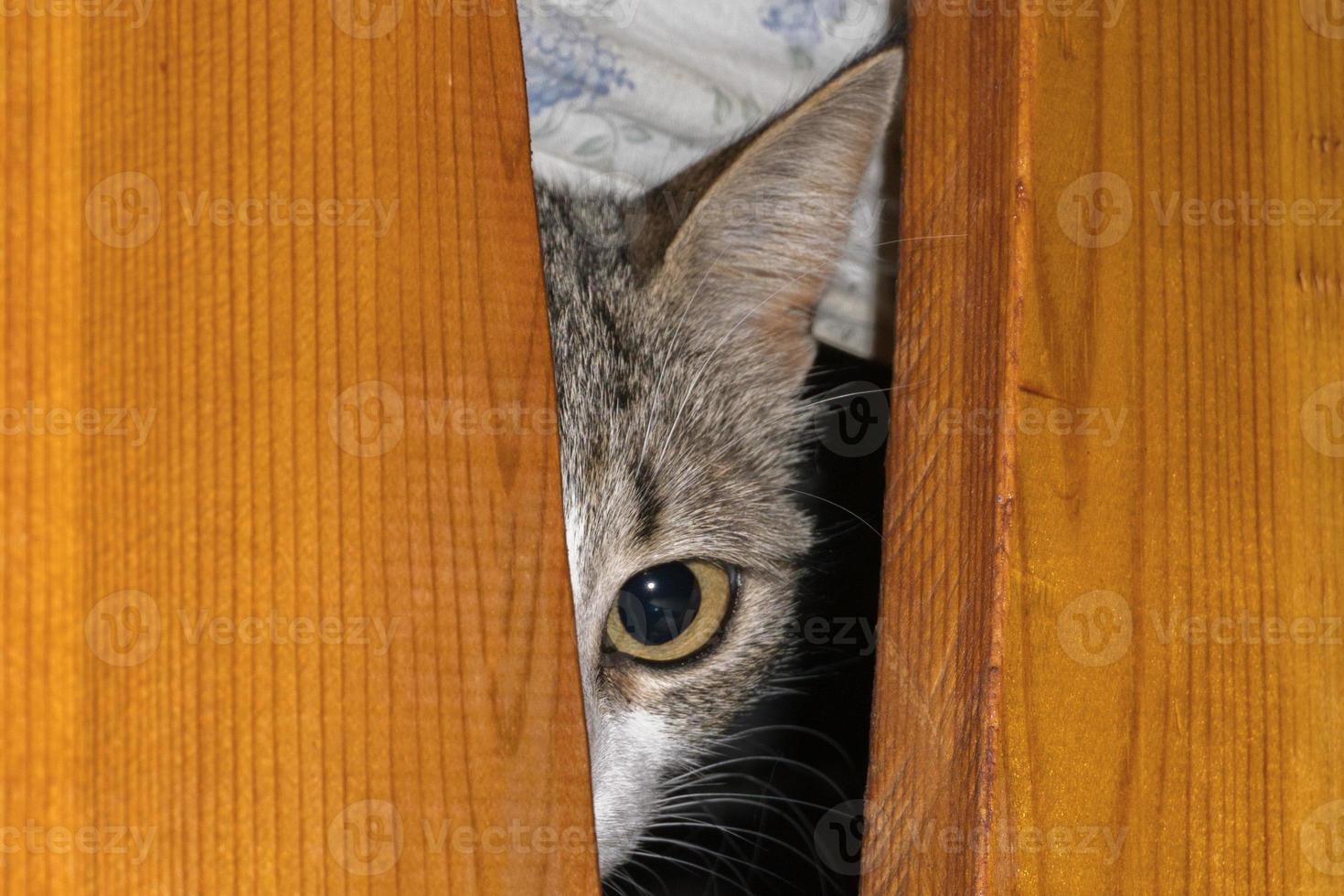 gato curioso escondido debaixo da cama foto
