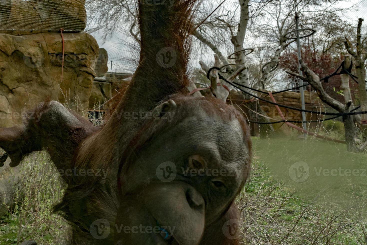 zoológico bebê recém-nascido orangotango macaco foto