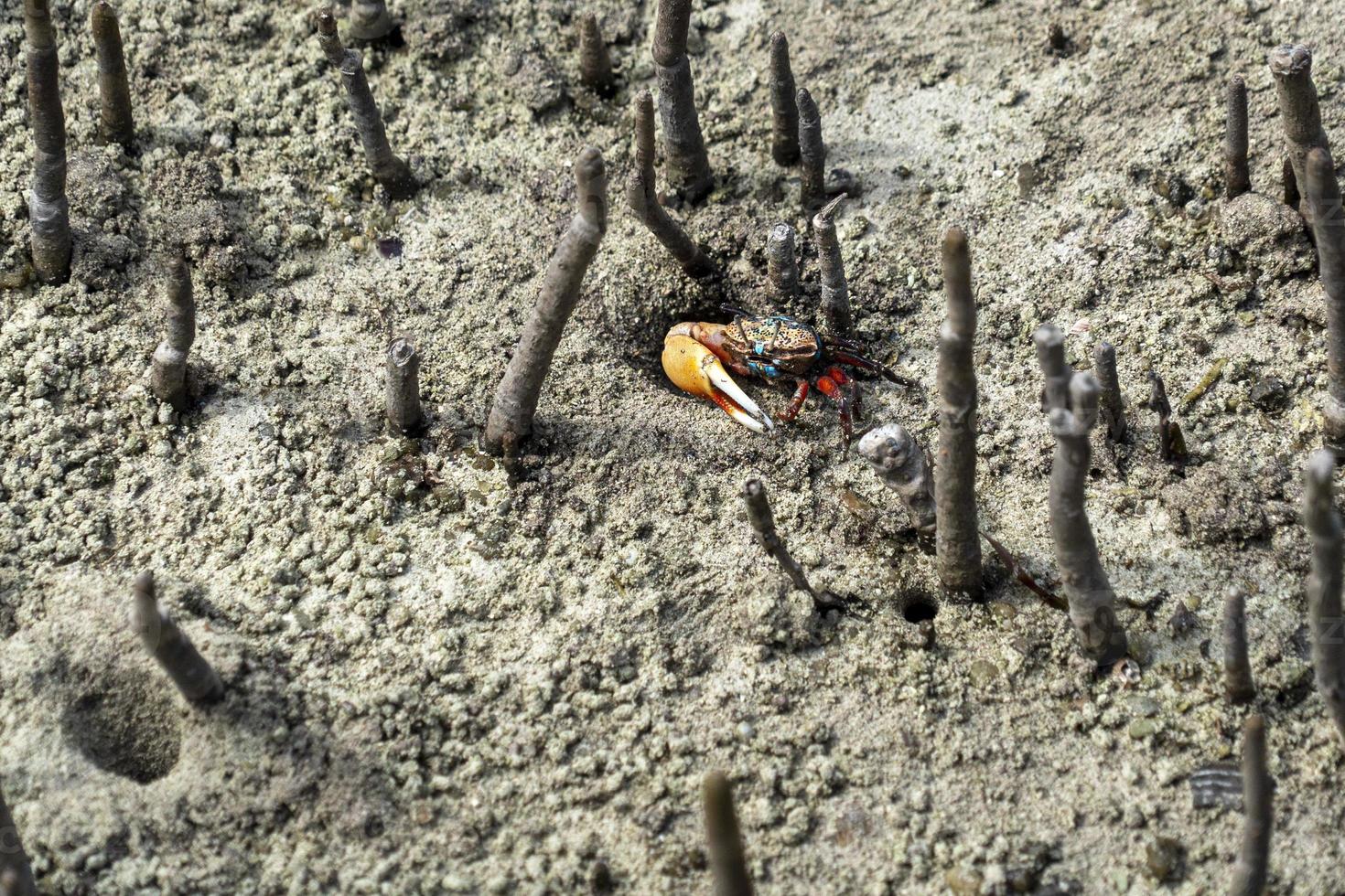 caranguejo de braço grande vermelho em manguezais foto