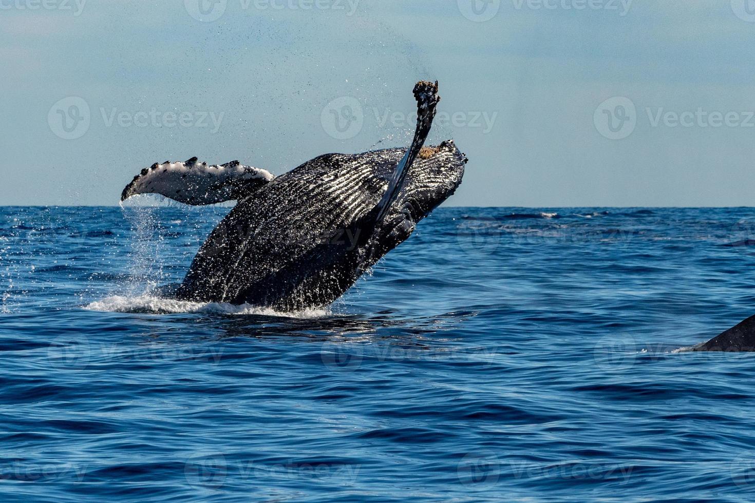 baleia jubarte ao saltar violando foto