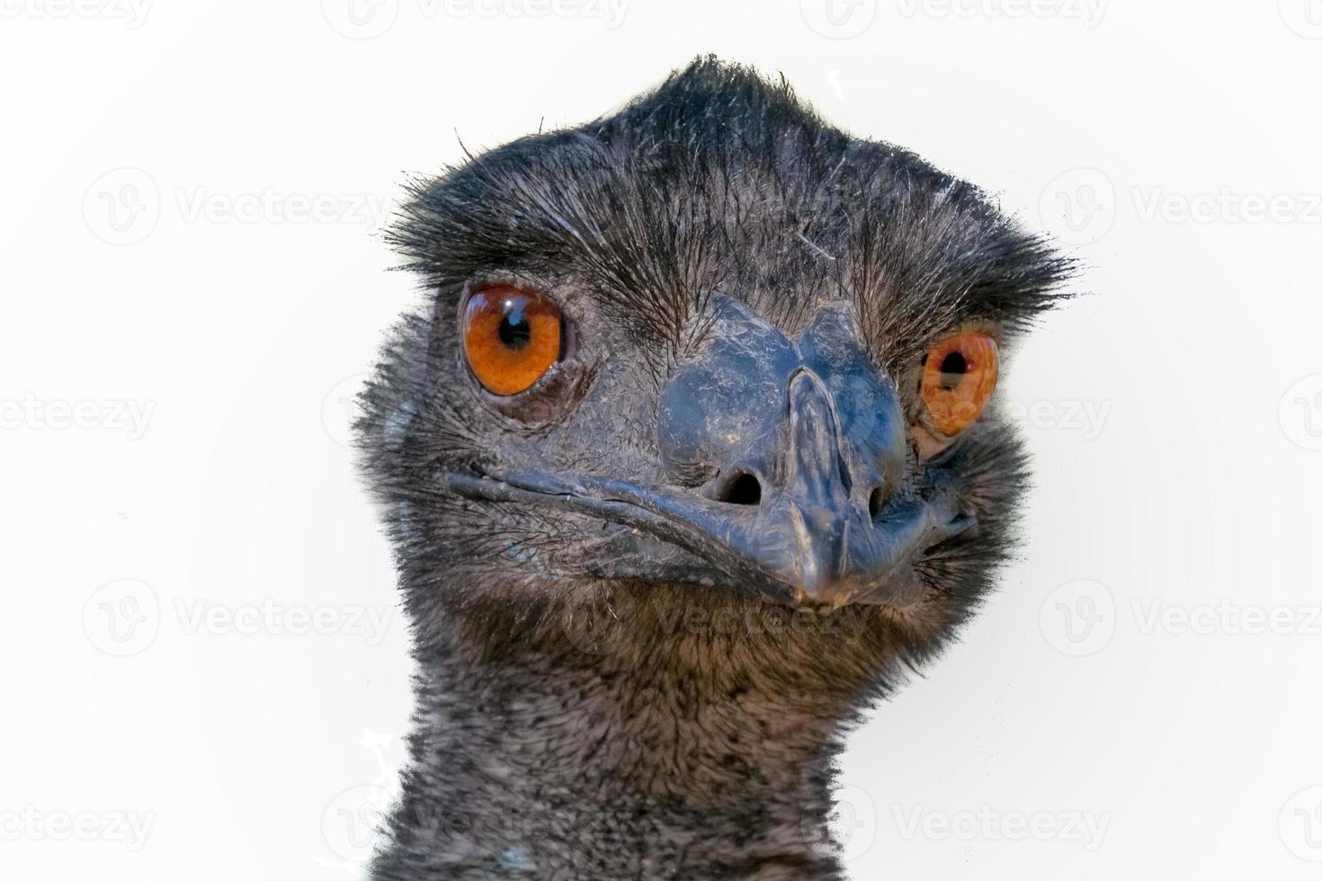 cabeça de avestruz australiana de perto olhando para você no fundo branco foto