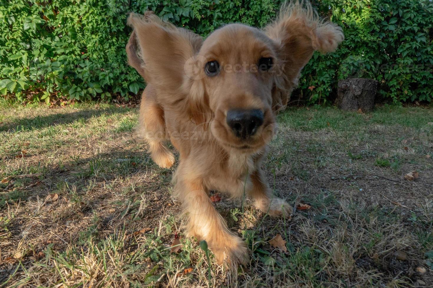 cachorrinho cocker spaniel correndo na grama foto