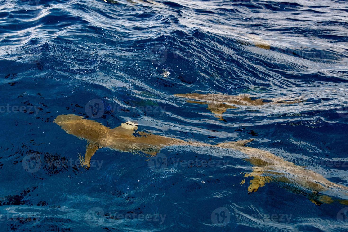 mar infestado de tubarões foto