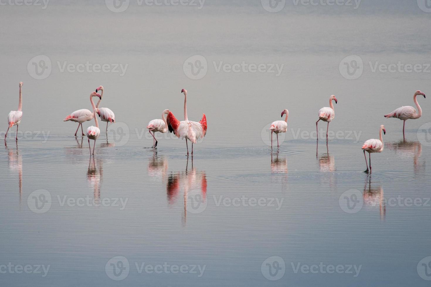 flamingos cor de rosa no fundo do pântano foto