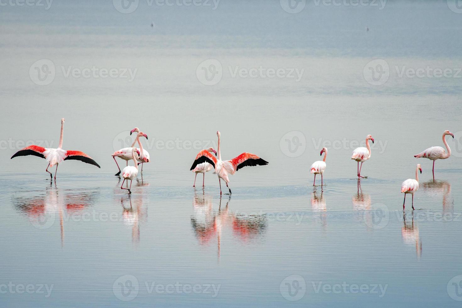 bela luz no grupo rosa flamingo foto