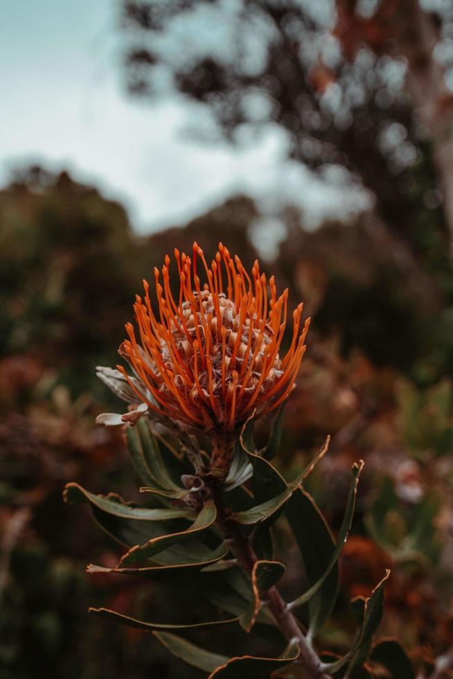 fotografia de foco seletivo de flores com pétalas de laranja foto