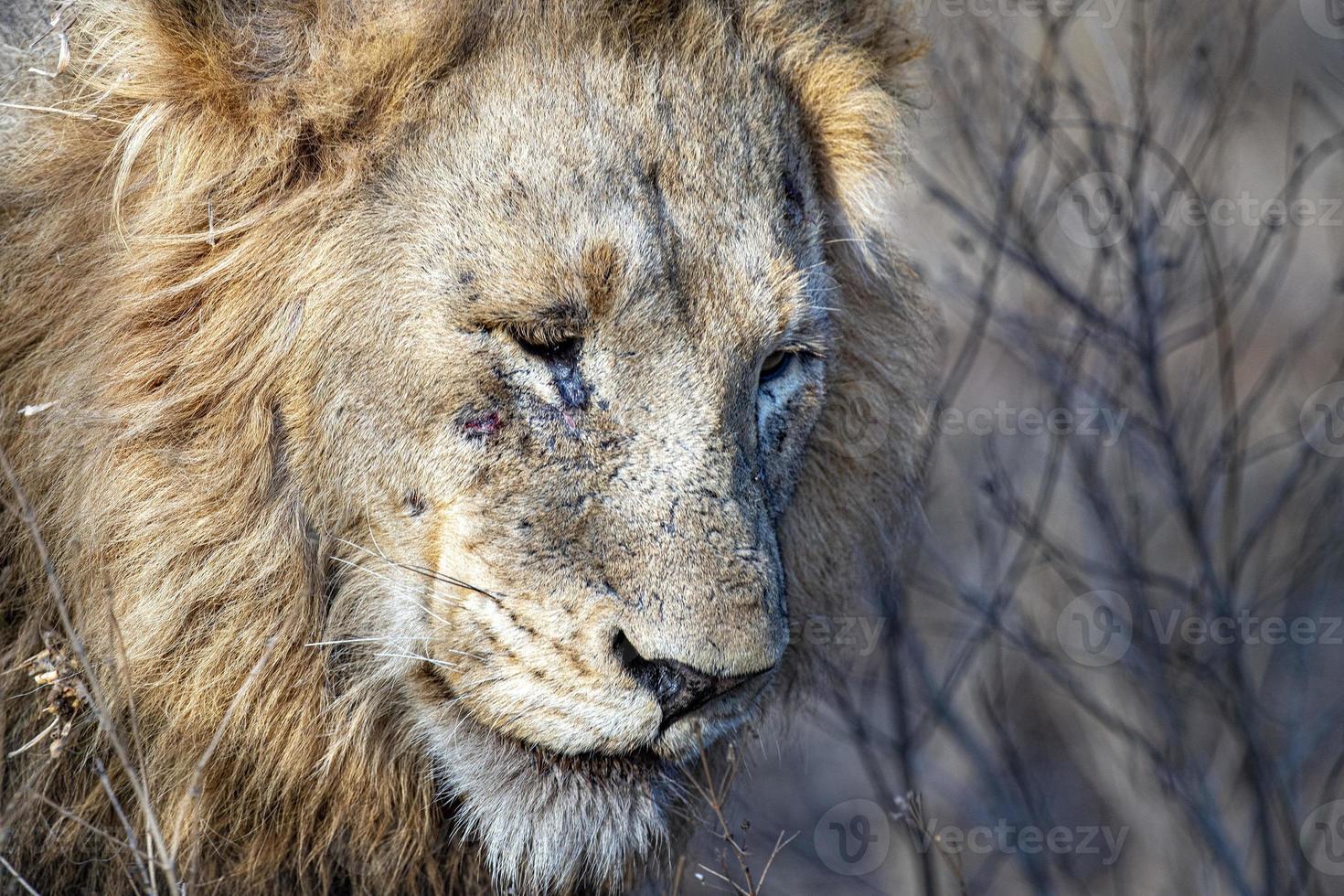 triste leão masculino no parque kruger áfrica do sul foto