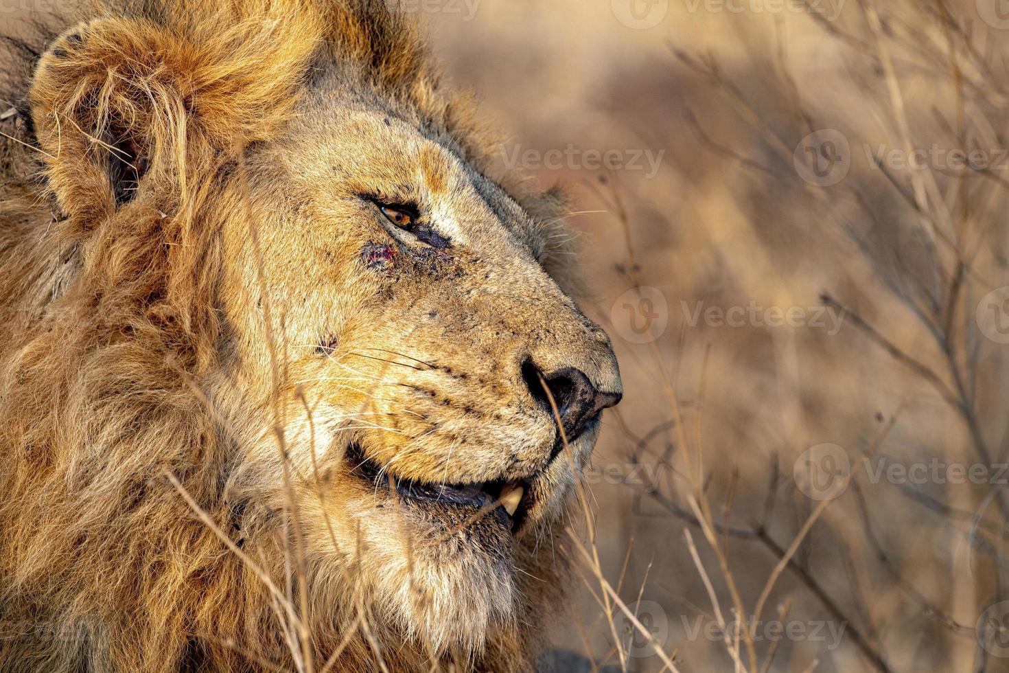 leão macho no parque kruger áfrica do sul rosto de perto foto