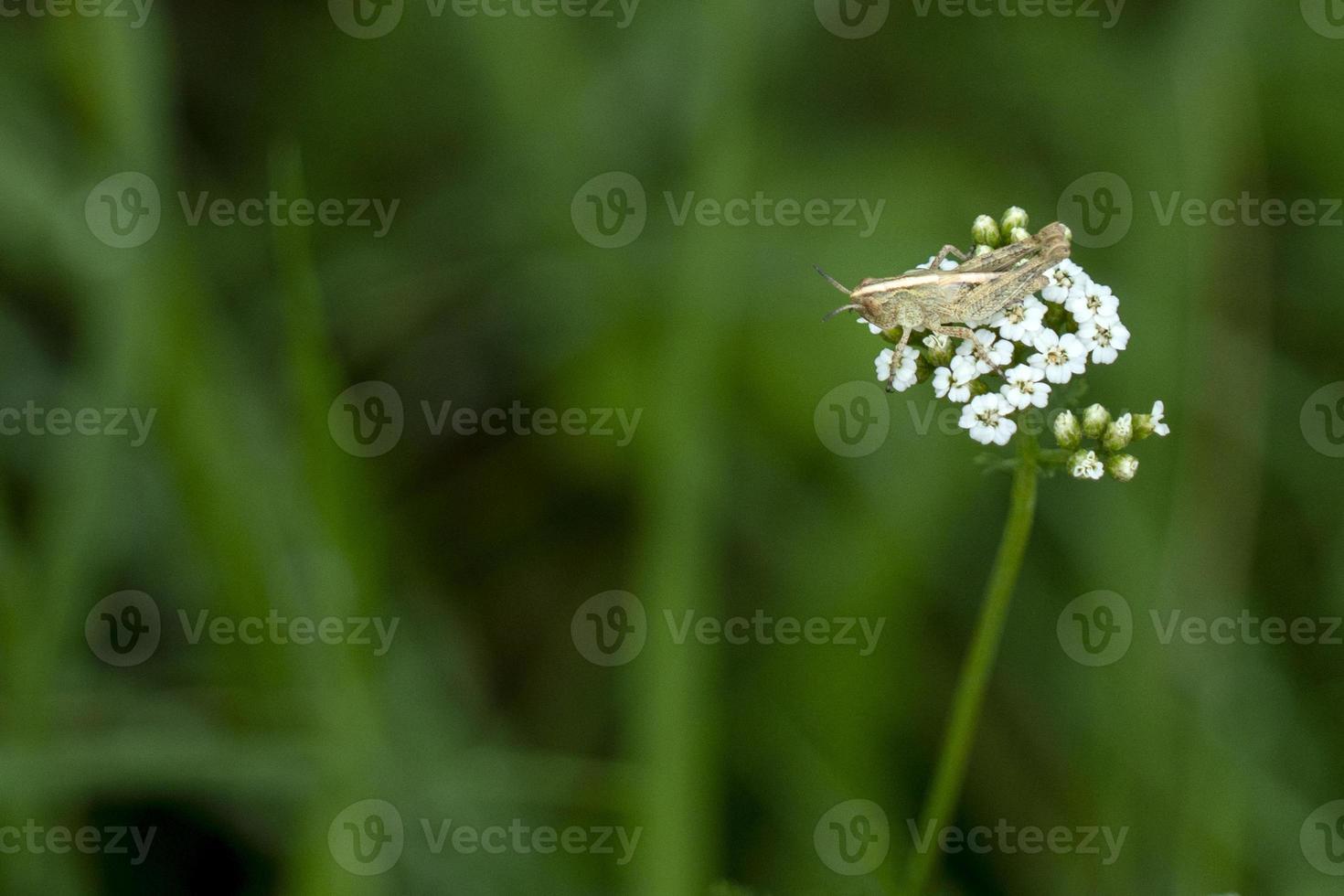 críquete em uma macro de flor foto