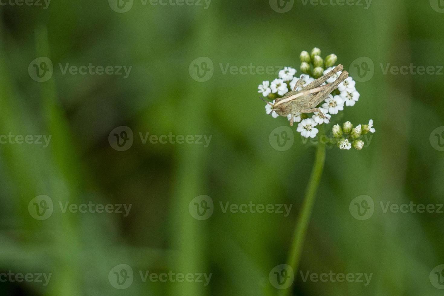 críquete em uma macro de flor foto