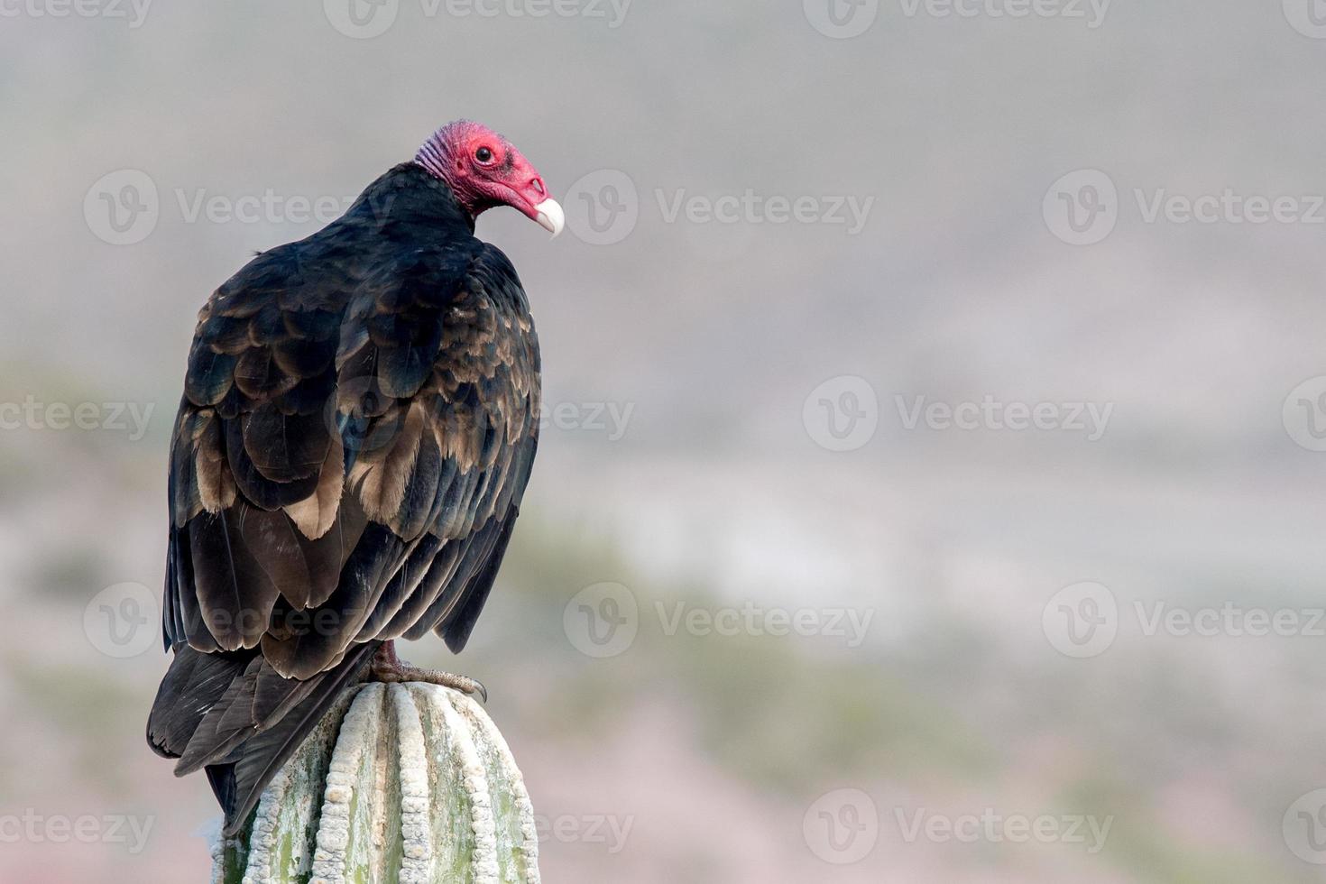 zopilote abutre urubu pássaro em baja califórnia foto