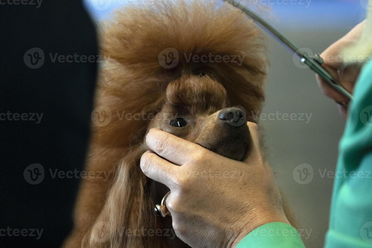 salão de beleza cachorro poodle foto