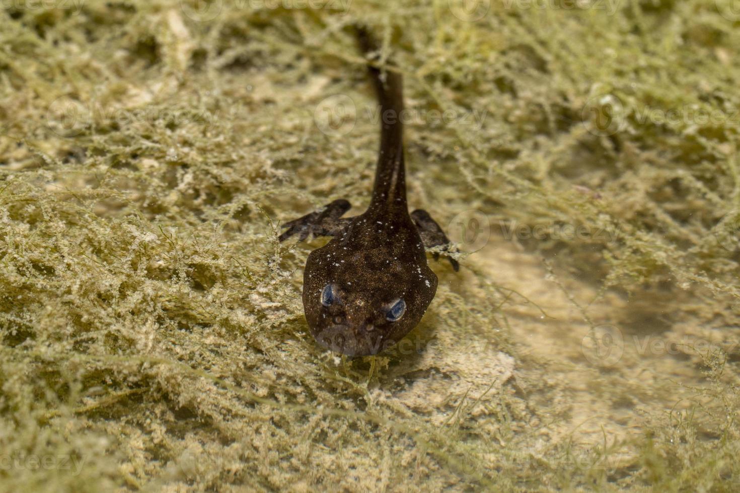 girino de sapo em um pântano foto