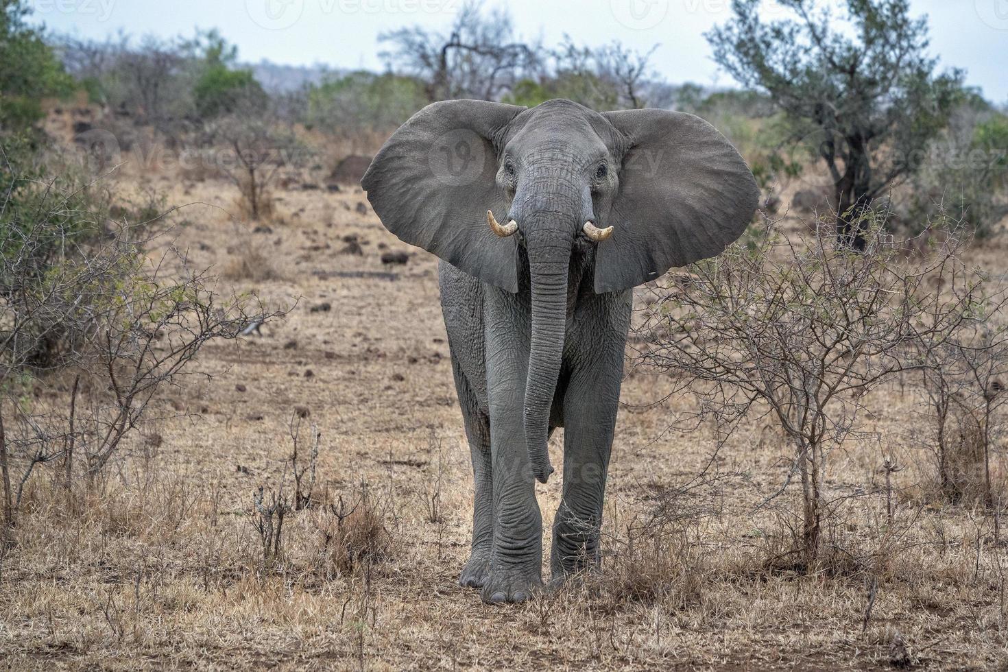 elefante de orelhas abertas no kruger park áfrica do sul pronto para carregar foto