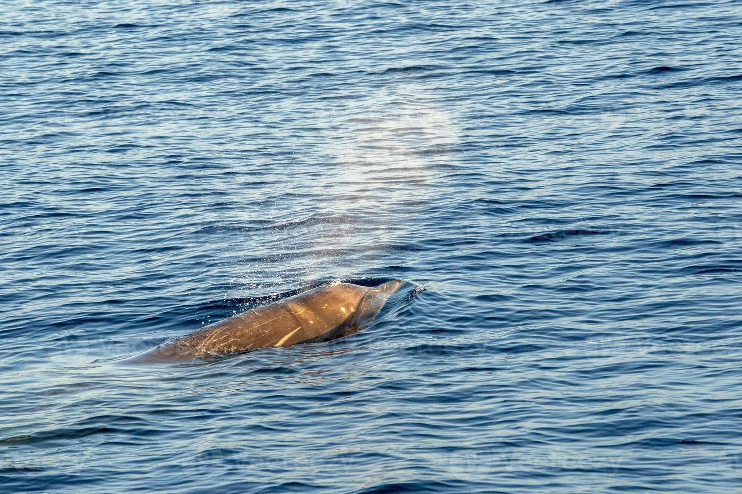 raro golfinho bico de ganso baleia zífio cavirostris foto