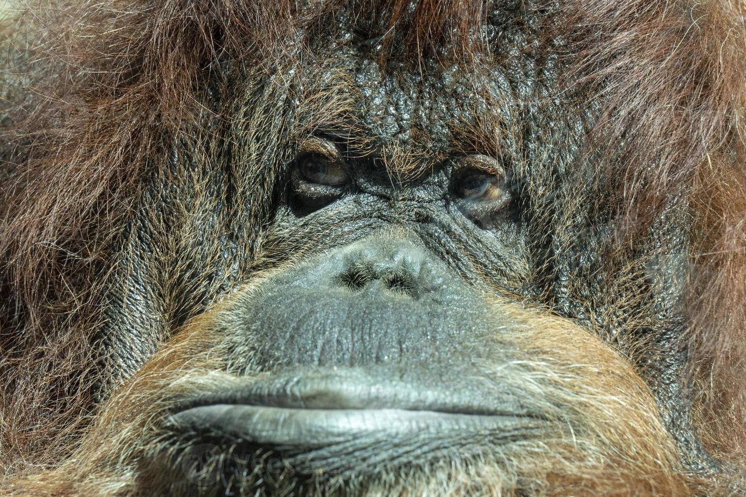 macaco orangotango close-up retrato foto