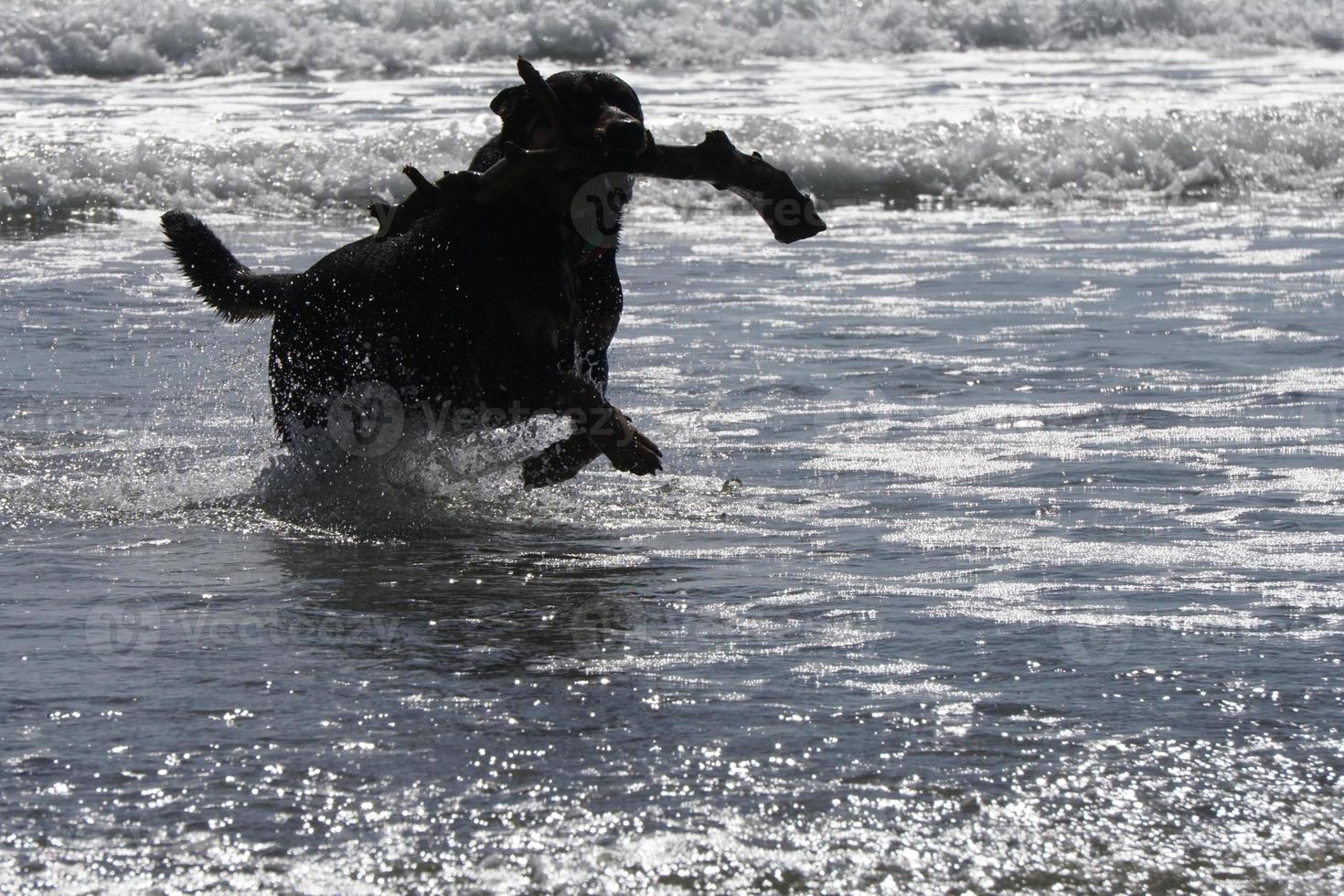 cachorro brincando na praia foto