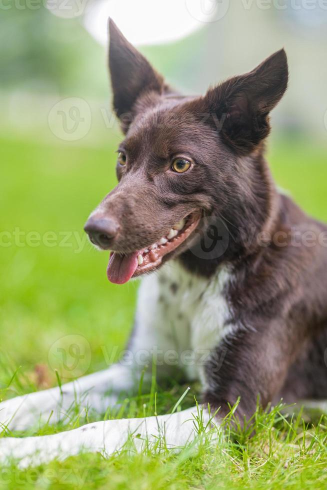 belo retrato de primavera de adorável border collie preto e branco no parque florescente. belo retrato natural, cabeça de cachorro marrom, rosto, olhos foto