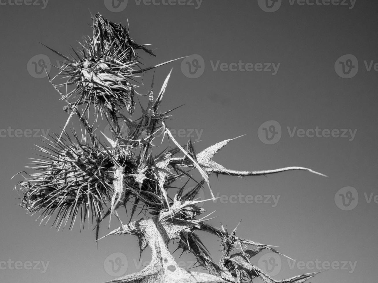 tiro em tons de cinza de uma flor preto e branco foto