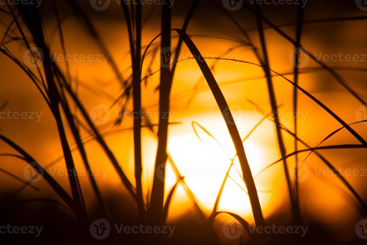 silhueta de grama no céu dourado ao entardecer foto