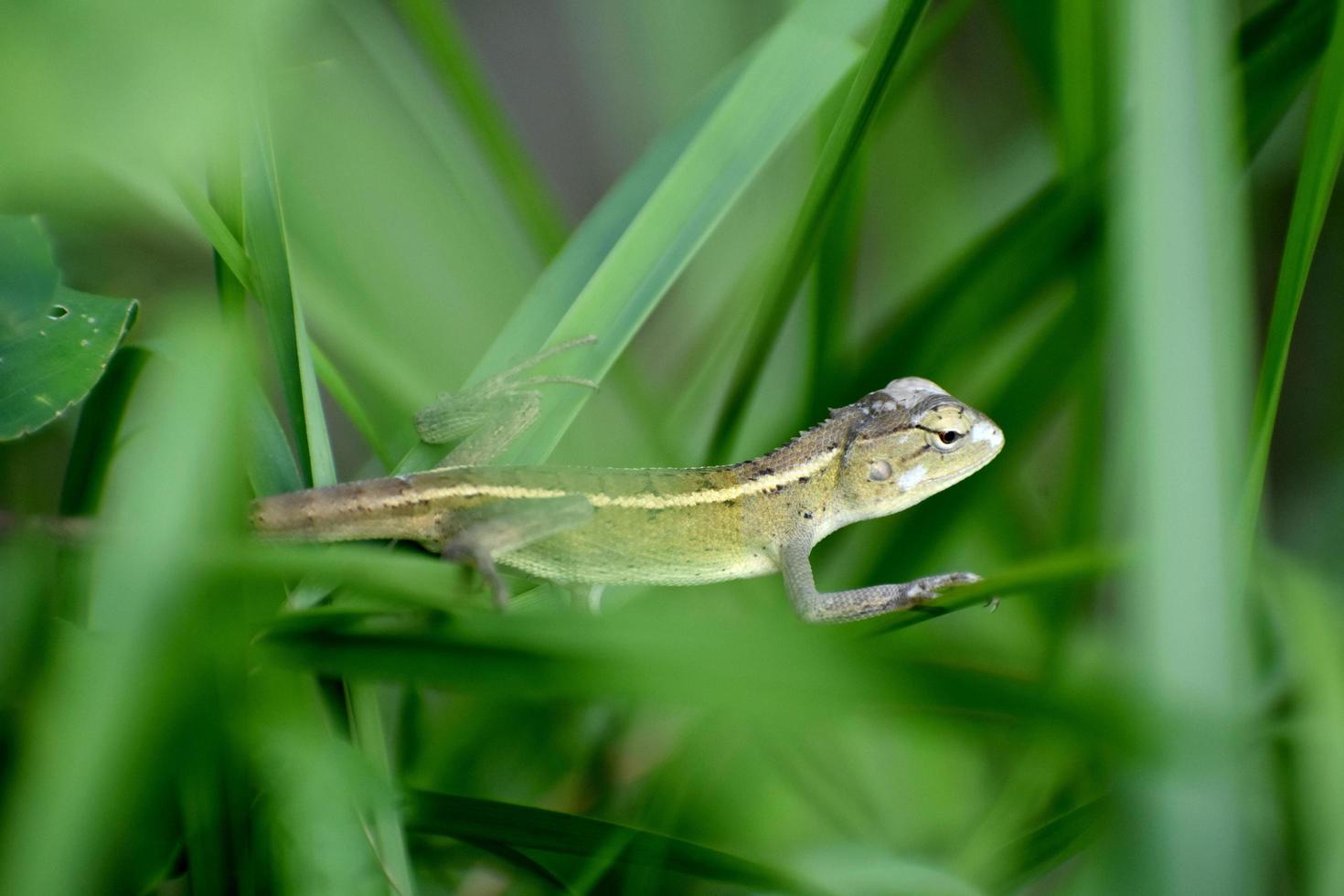 camaleão verde entre gramíneas foto