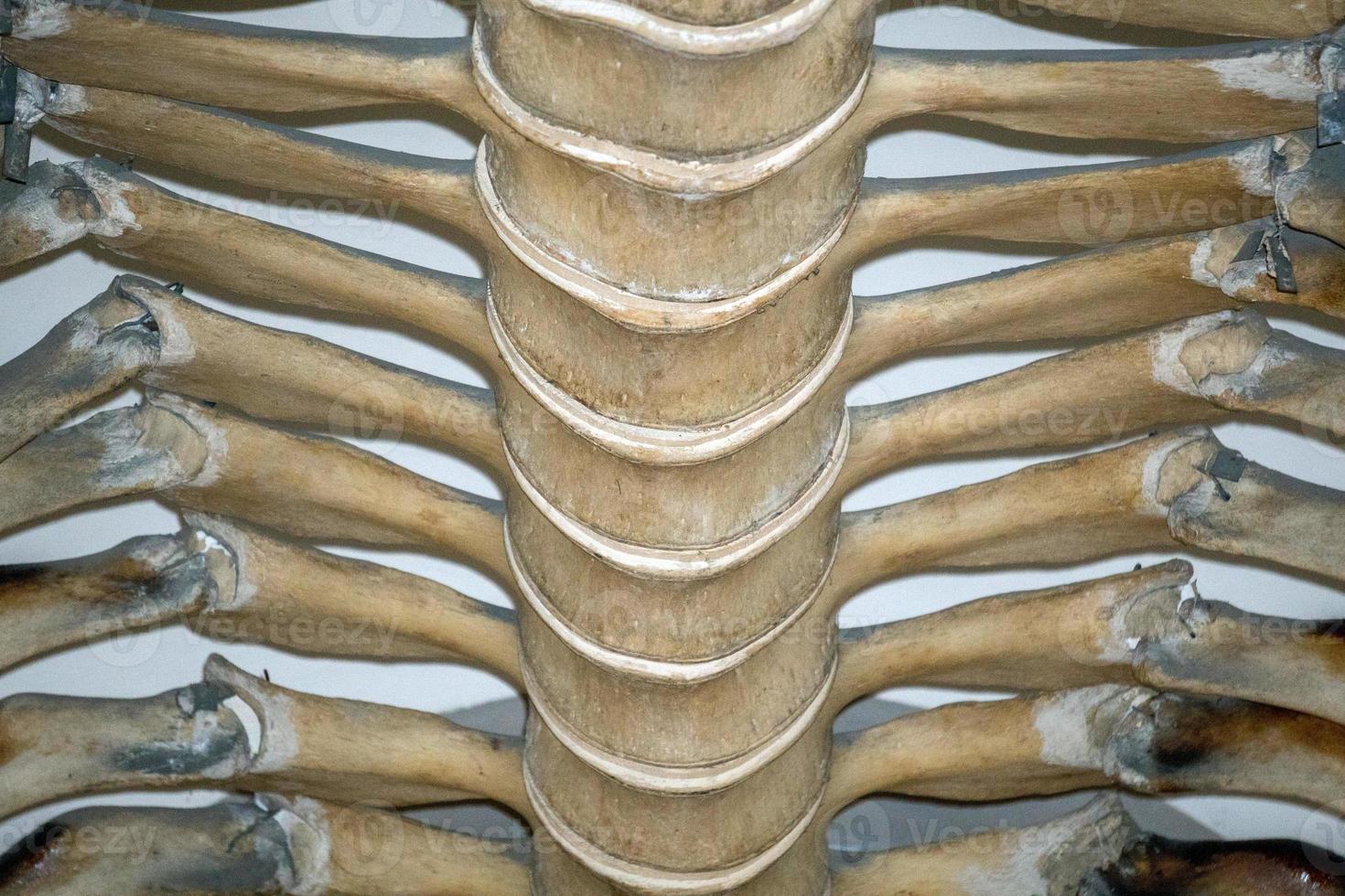 esqueleto de baleia fin espécie em extinção foto