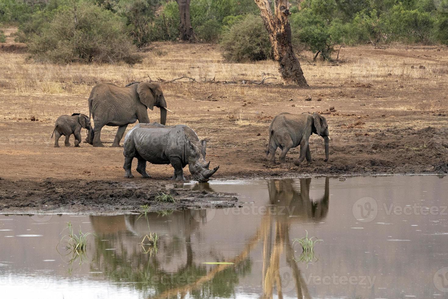elefante e rinoceronte bebendo na piscina do kruger park áfrica do sul foto