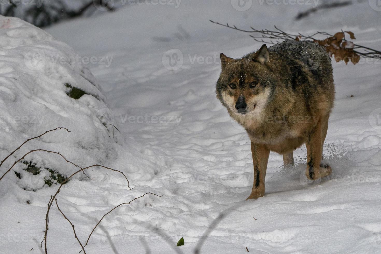 lobo cinzento na neve foto