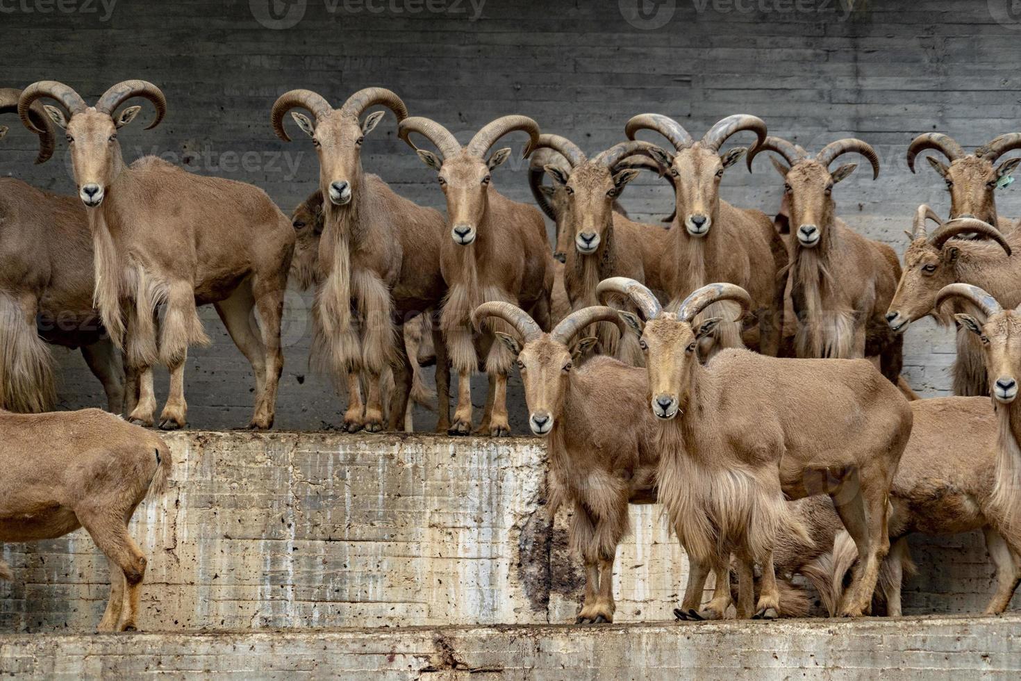 grupo de ovelhas bárbaras olhando para você foto