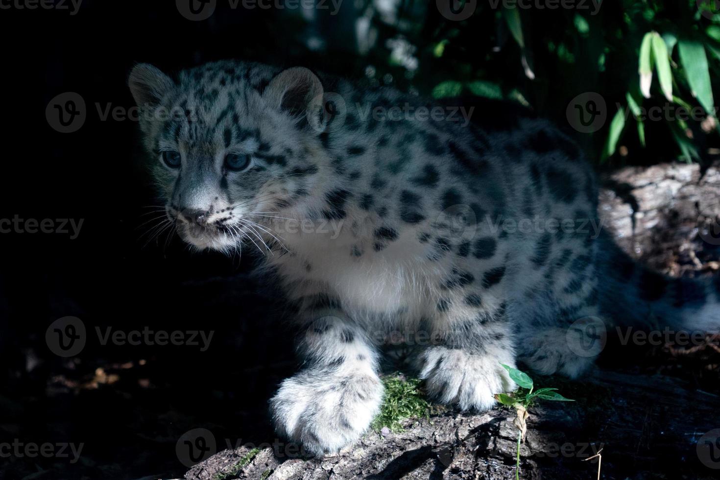 filhote de cachorro recém-nascido leopardo da neve fechar retrato foto